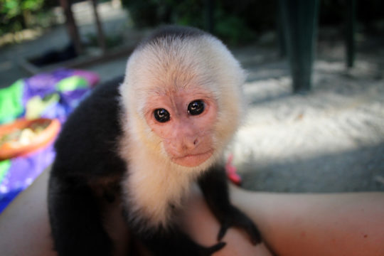 Capuchin monkey, Costa Rica