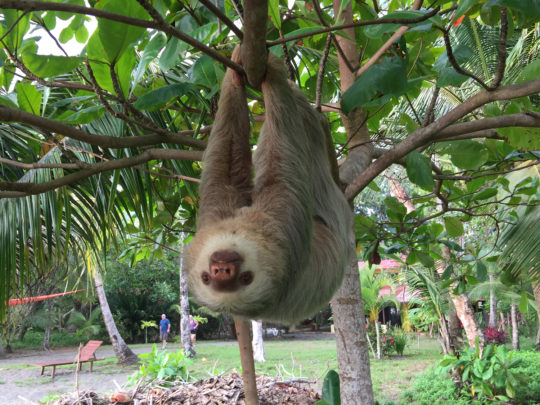 Sloth, Matapalo, Costa Rica