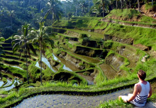 Ubud, Bali rice terraces
