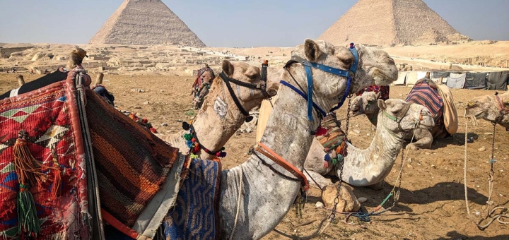 Camels in front of Egypt's Pyramids of Giza