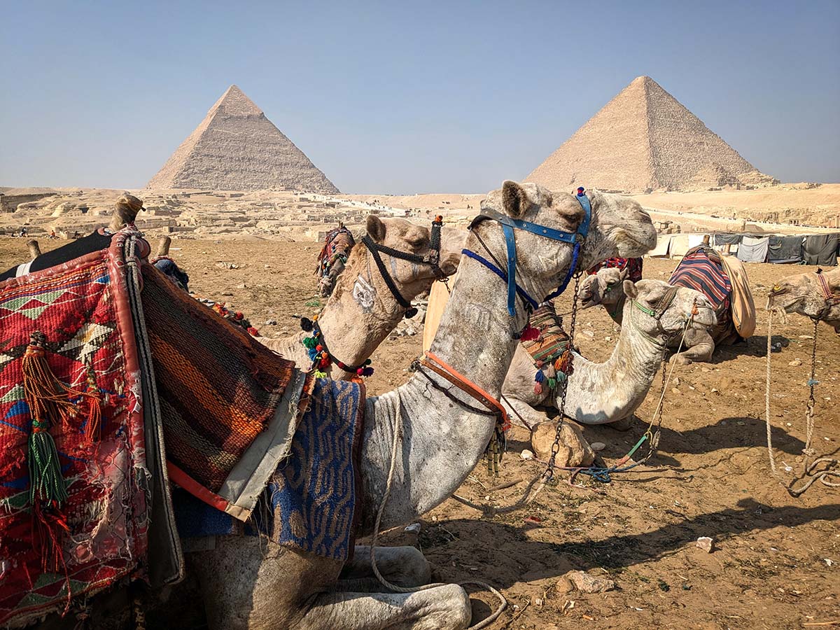 Camels in front of Egypt's Pyramids of Giza
